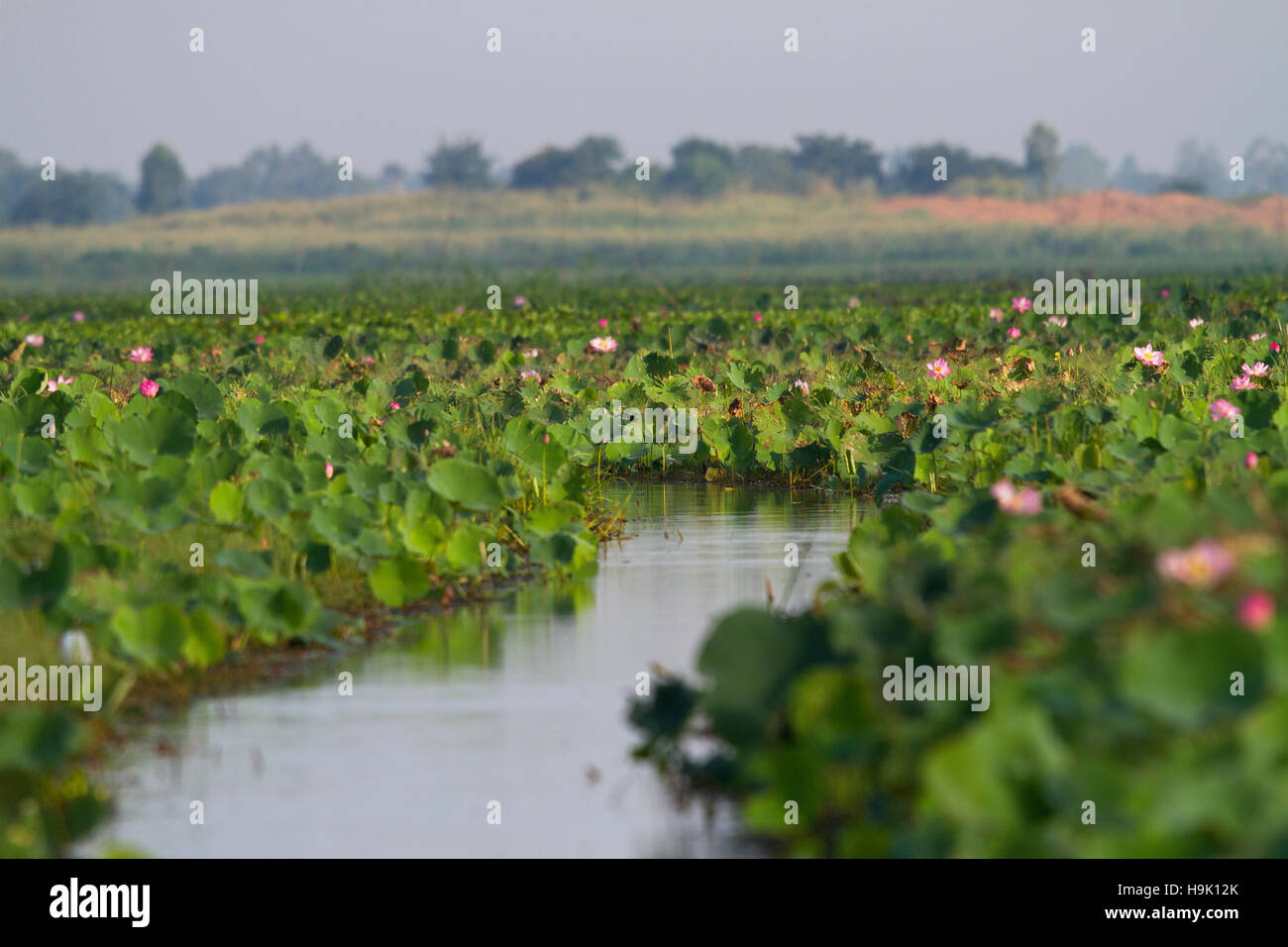 La Thaïlande, la province de Nakhon Sawan, champ de fleurs de lotus dans Bueng Boraphet lake Banque D'Images