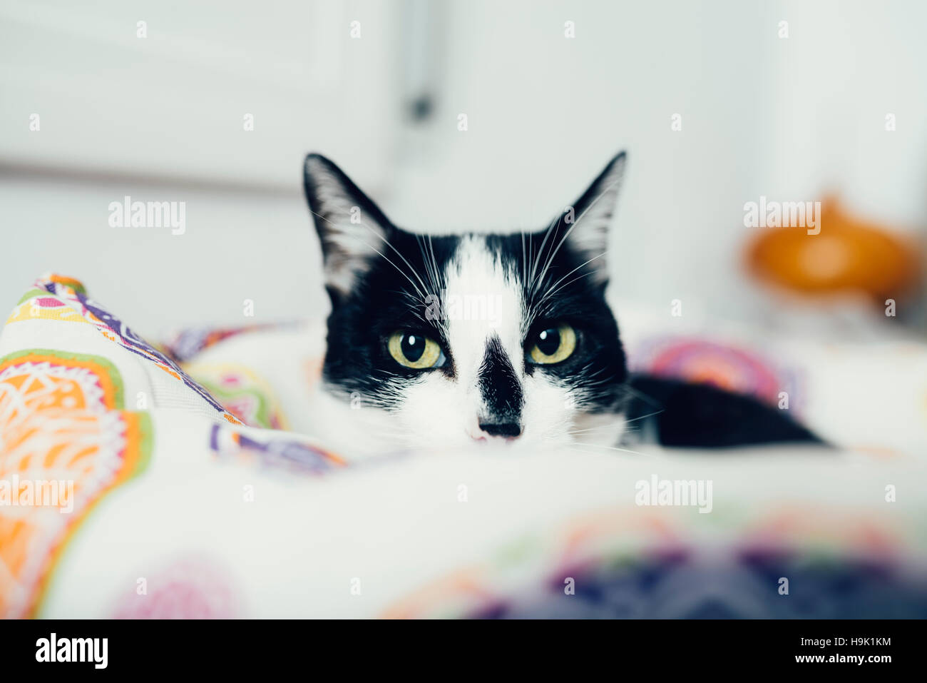 Portrait de chat noir et blanc lying on bed at home Banque D'Images