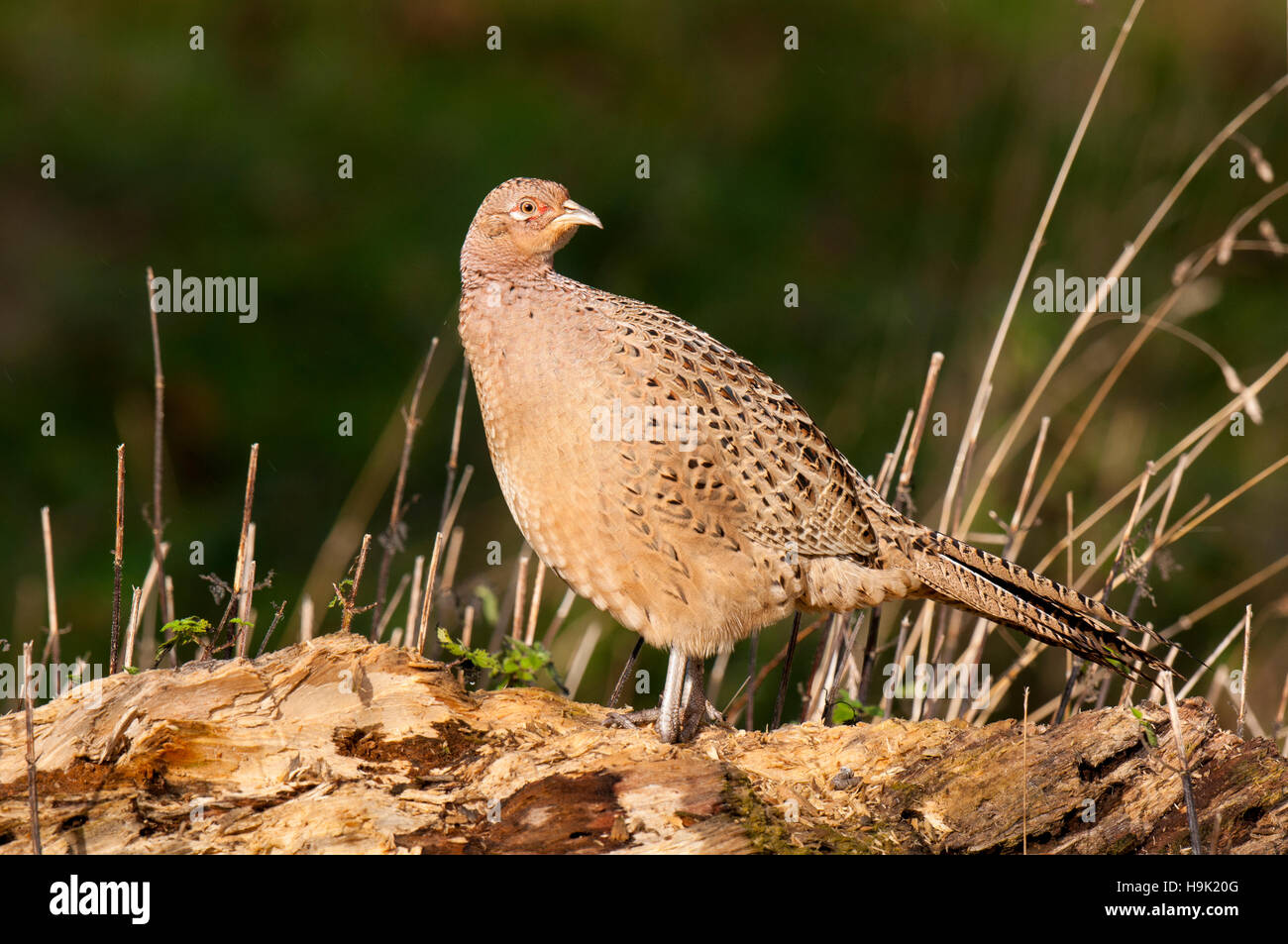 Faisan Royal Banque D Image Et Photos Alamy Faisan Royal Banque D Image Et Photos Alamy