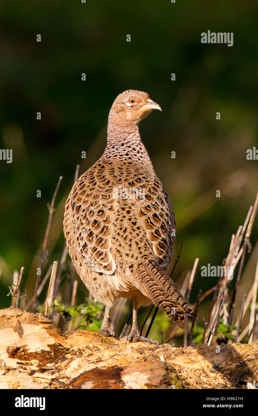 Faisan Royal Banque D Image Et Photos Alamy Faisan Royal Banque D Image Et Photos Alamy