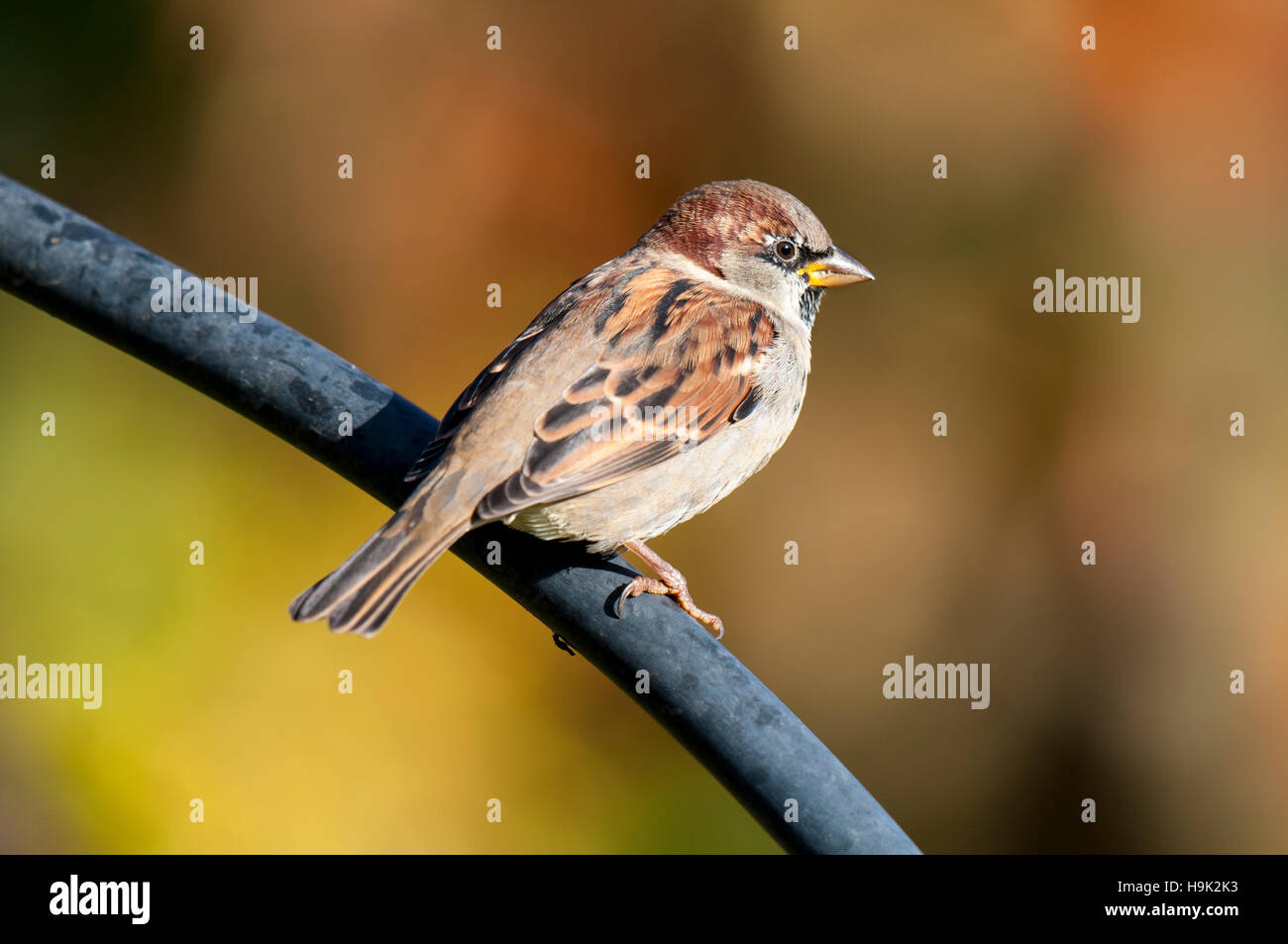Moineau domestique (Passer domesticus) mâle adulte, perché sur une pergola métallique dans un jardin de Sowerby, Yorkshire du Nord. Novembre. Banque D'Images