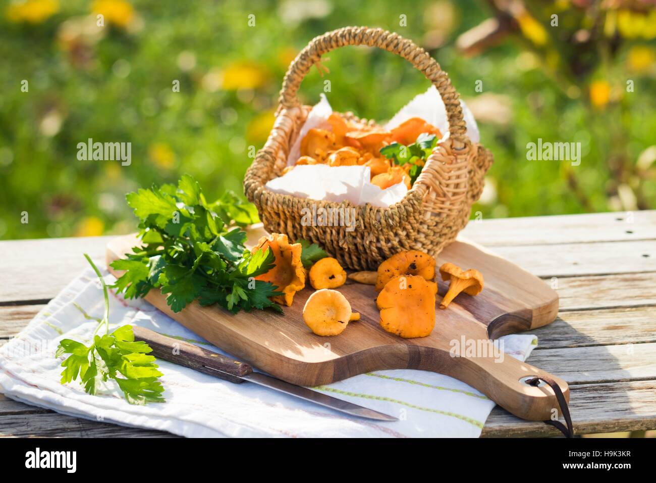 Panier de Girolles et de persil plat Banque D'Images