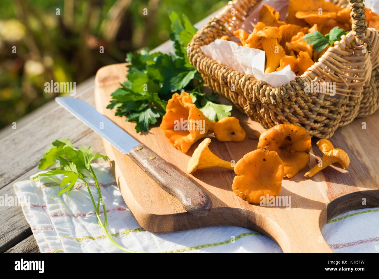 Panier de Girolles et de persil plat Banque D'Images