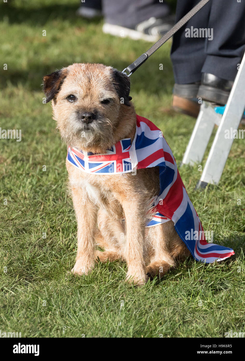 Un chien portant un drapeau Union Jack comme un manteau, Suffolk, UK Banque D'Images