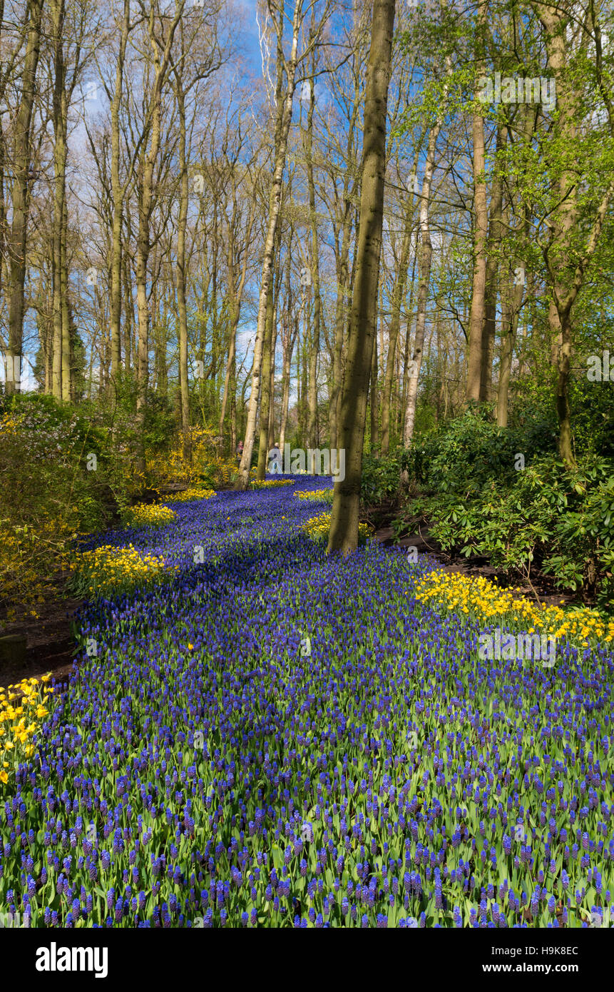 Belle purple muscari dans le célèbre Keukenhof jardins de tulipes aux Pays-Bas Banque D'Images