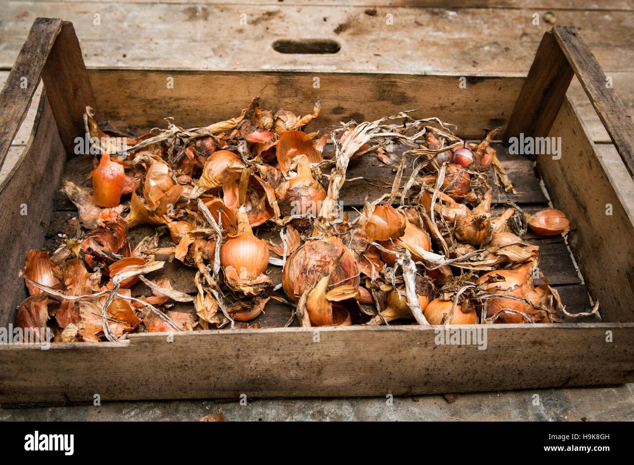 Accueil légumes biologiques cultivés dans une caisse avec un fond de bois Banque D'Images