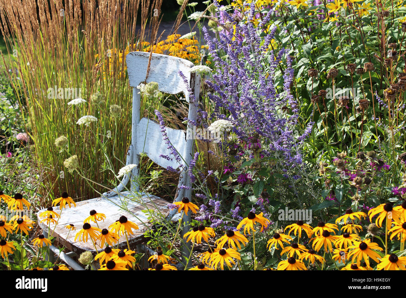 Un cadre rustique, bleu, chaise en bois dans un jardin entouré de hautes herbes, Black Eyed, Susans Queen Anne's Lace, lavande, et Monardes Banque D'Images