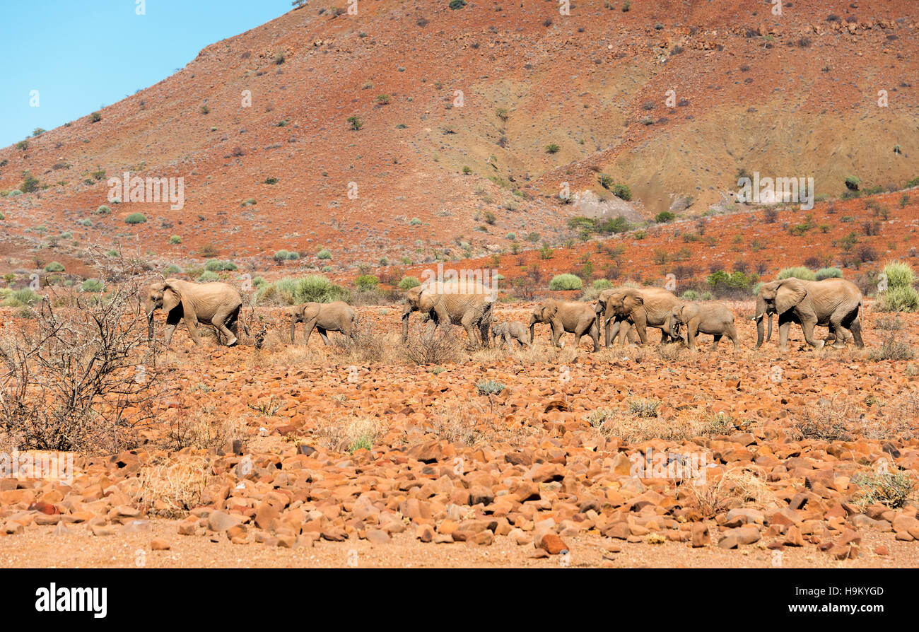 Les éléphants du désert d'Afrique (Loxodonta africana), troupeau sur terrain rocailleux, Damaraland, Namibie Banque D'Images