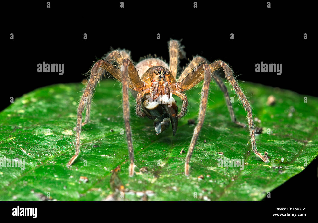 Migrants néotropicaux (araignée Ctenidae) avec les proies, Choco, Canande la forêt de la réserve naturelle de la rivière, de l'Équateur Banque D'Images