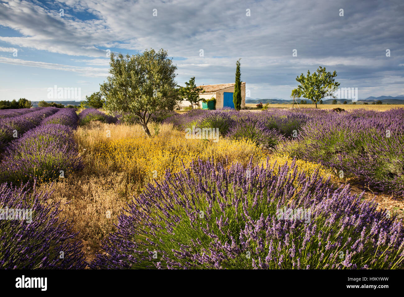 Fleurs de lavande (Lavandula angustifolia) avec chalet, Alpes de Haute-Provence, Provence-Alpes-Côte d'Azur, France Banque D'Images