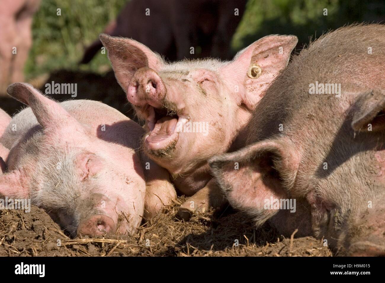 Les porcs domestiques (Sus scrofa domestica) Banque D'Images