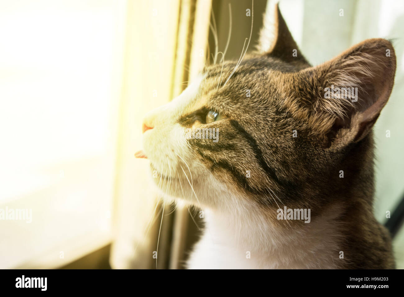 La Moitie De Visage D Un Chat Noir Et Blanc La Liberte Et L Espoir Concept Photo Stock Alamy