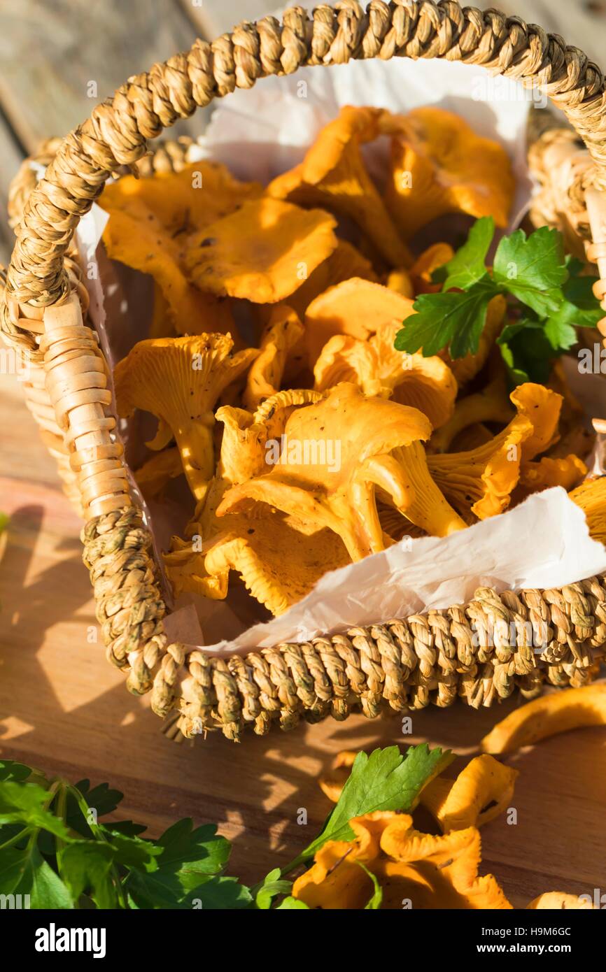 Panier de Girolles et de persil plat Banque D'Images