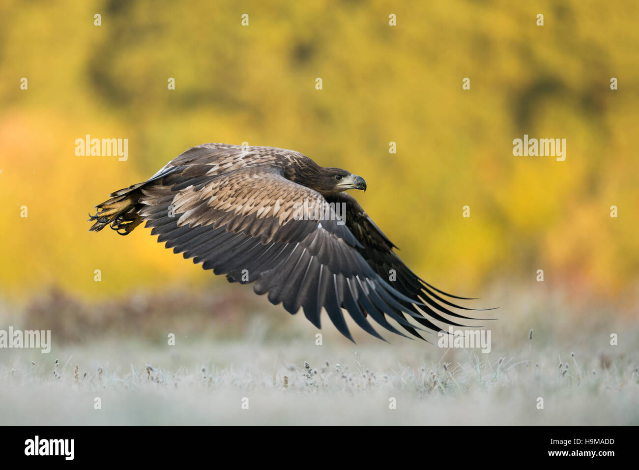 Aigle à queue blanche / aigle de mer ( Haliaeetus albicilla ) en vol puissant près au-dessus des prairies gelées, bois colorés automnaux, faune, Europe. Banque D'Images