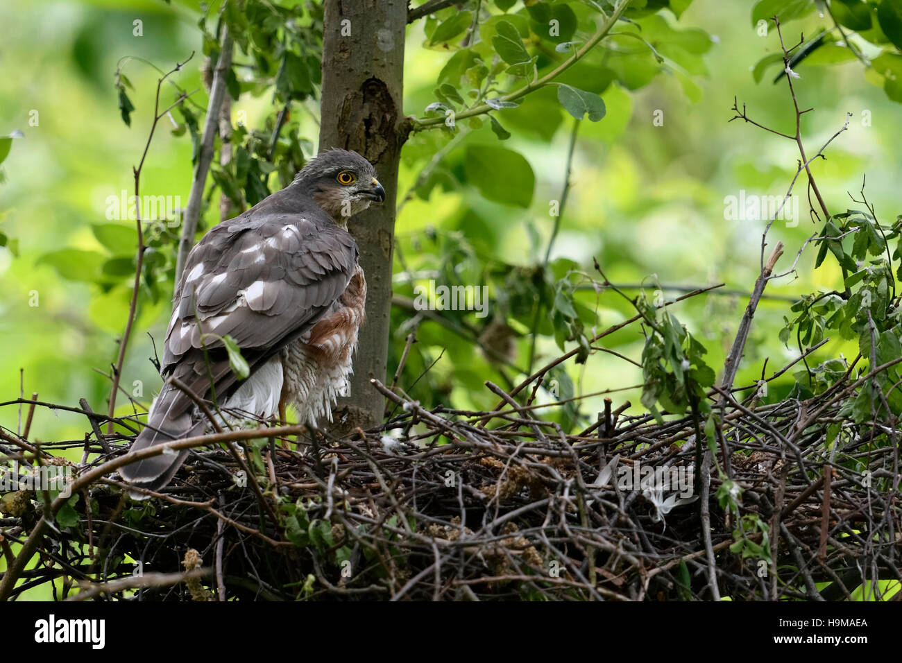 Fauve / Sperber ( Accipiter nisus ), femelle adulte, perché sur le bord de son nid d'aigle, veillant sur son épaule, vue arrière. Banque D'Images