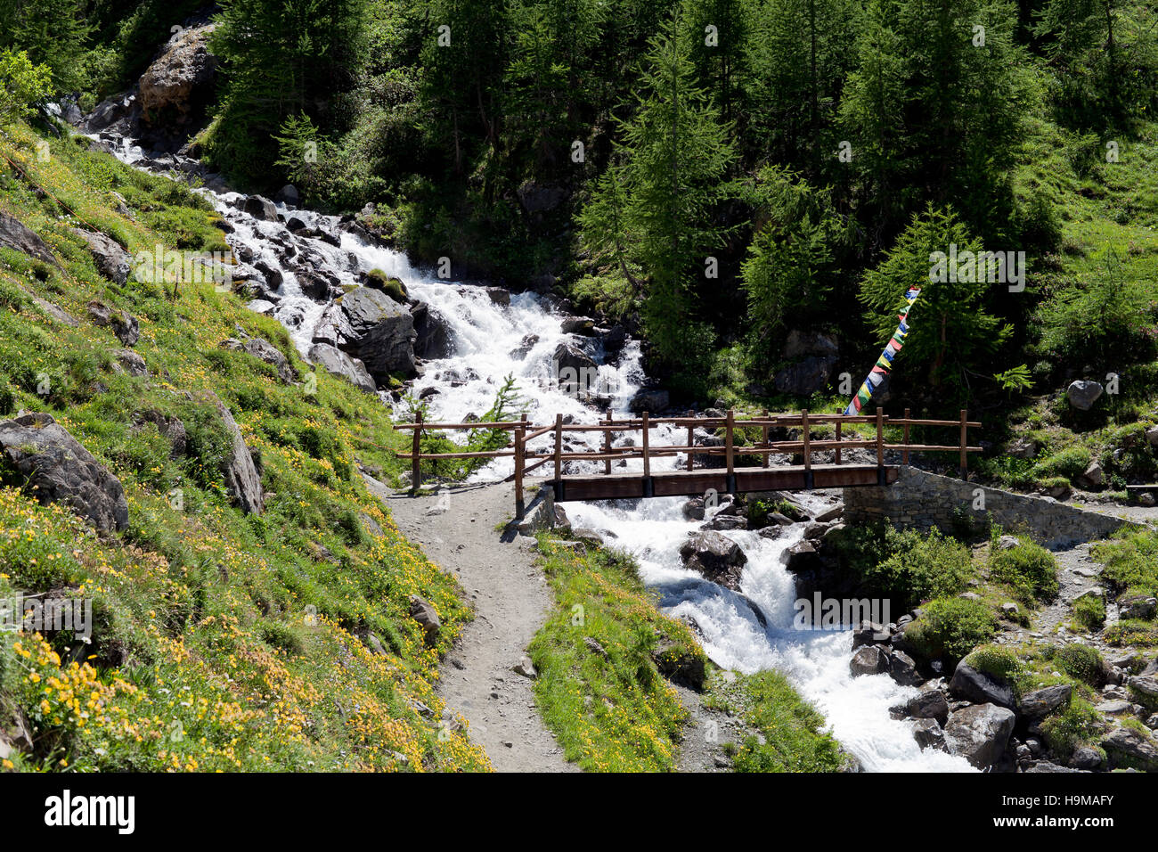 Val Ferret Valle d'Aosta Creek Bridge en bois fleurs jaune vert eau roches trekking Banque D'Images
