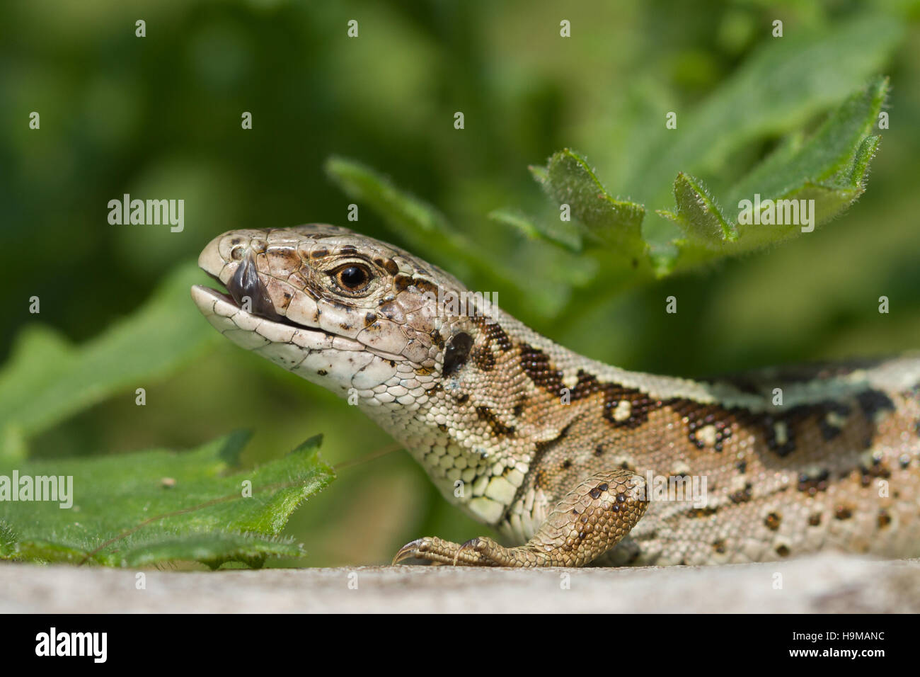 Cette femelle sand lizard a ouvert la bouche en montre tong tout en léchant. Le sable des lézards est assis sur un arbre avec un joli fond vert Banque D'Images