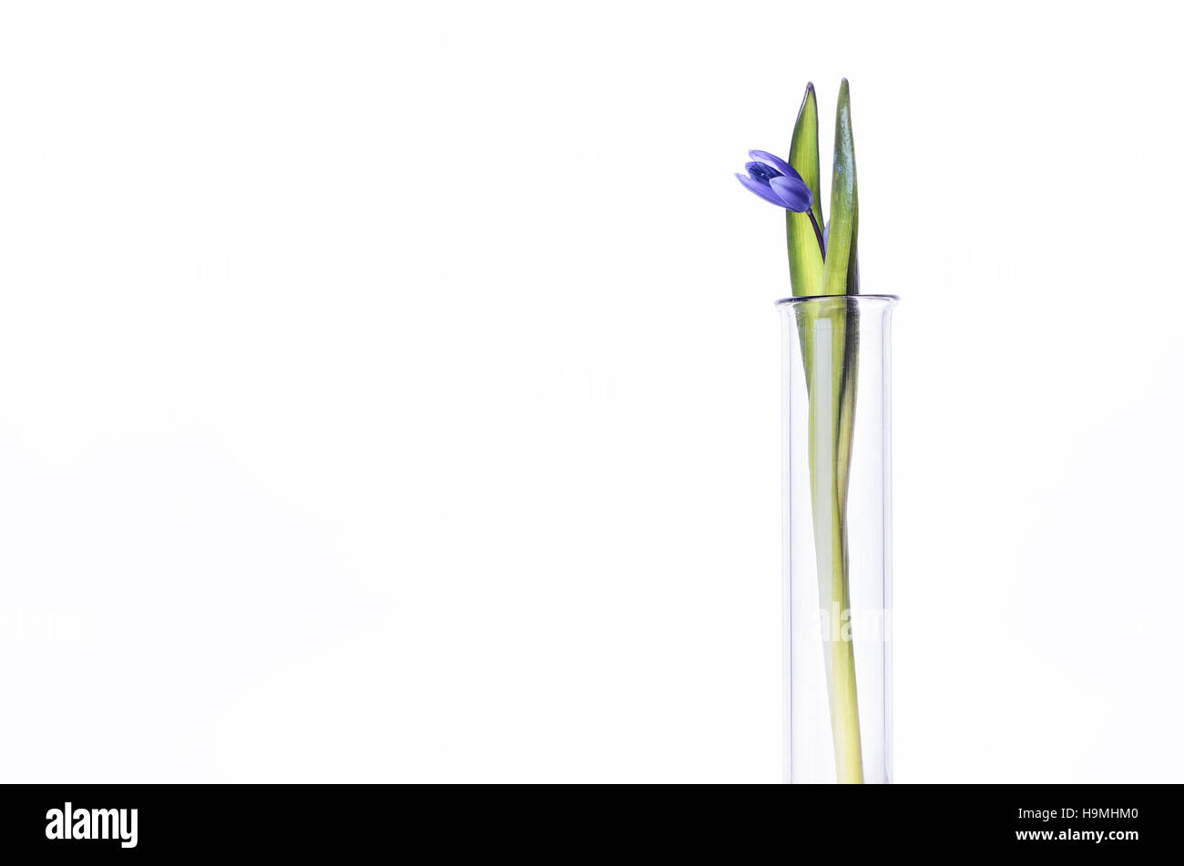 La fleur (jacinthes) dans un tube à essai isolé sur fond blanc. Expérience scientifique. Snowdrop bleu fleurs dans un vase de verre. Still Life printemps Banque D'Images
