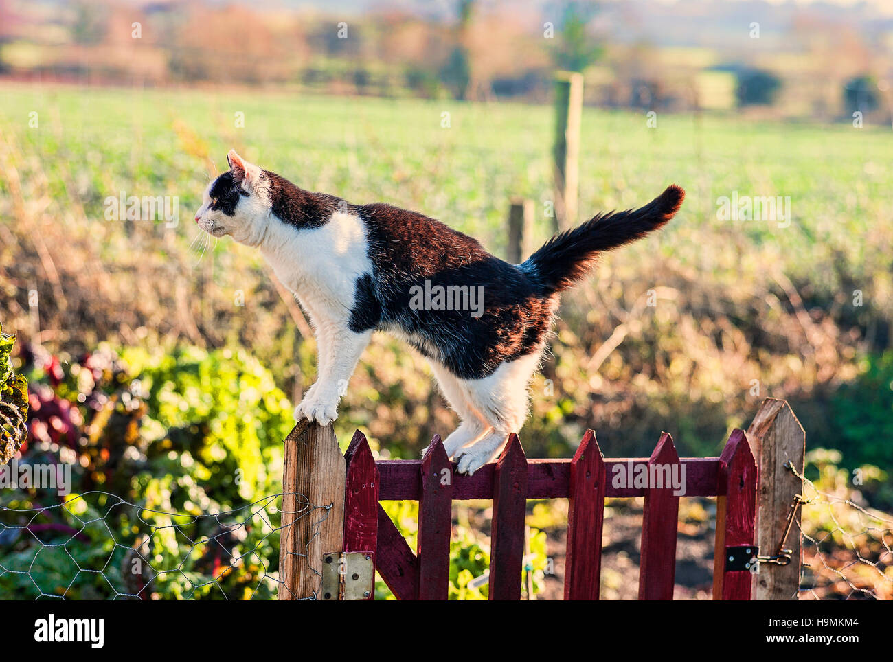 Chat noir et blanc sur une porte de jardin jardin dans un pays de chasse Banque D'Images