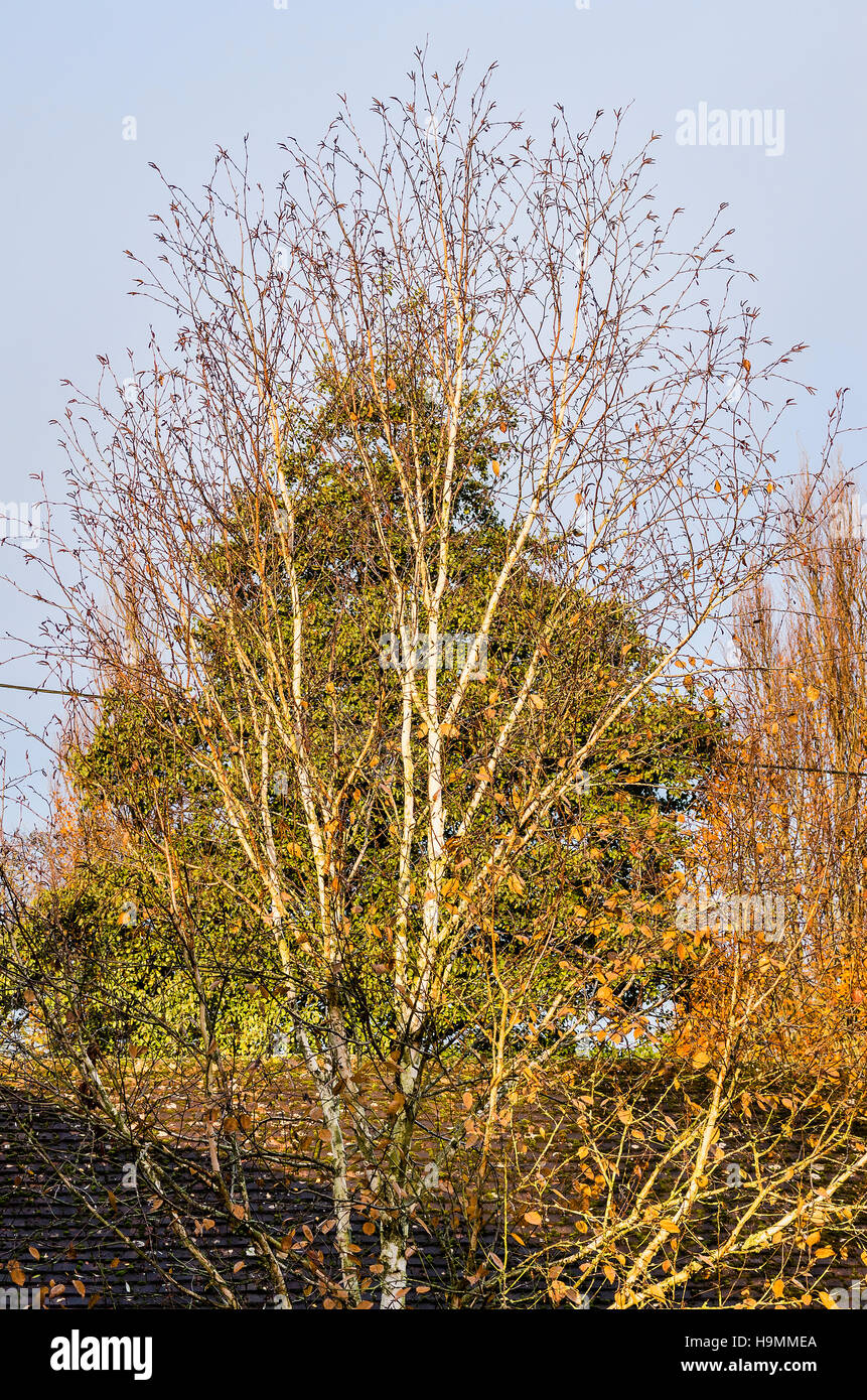 'Silver Ghost' - une belle forme de Betula jacquemontii a la fin de l'automne, montrant sa belle écorce blanc argenté Banque D'Images