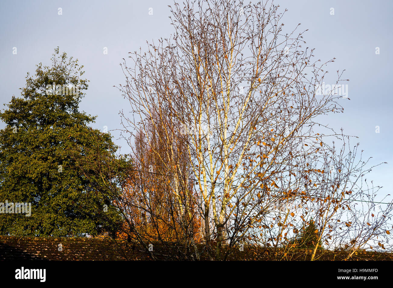 'Silver Ghost' - une belle forme de Betula jacquemontii a la fin de l'automne, montrant sa belle écorce blanc argenté Banque D'Images