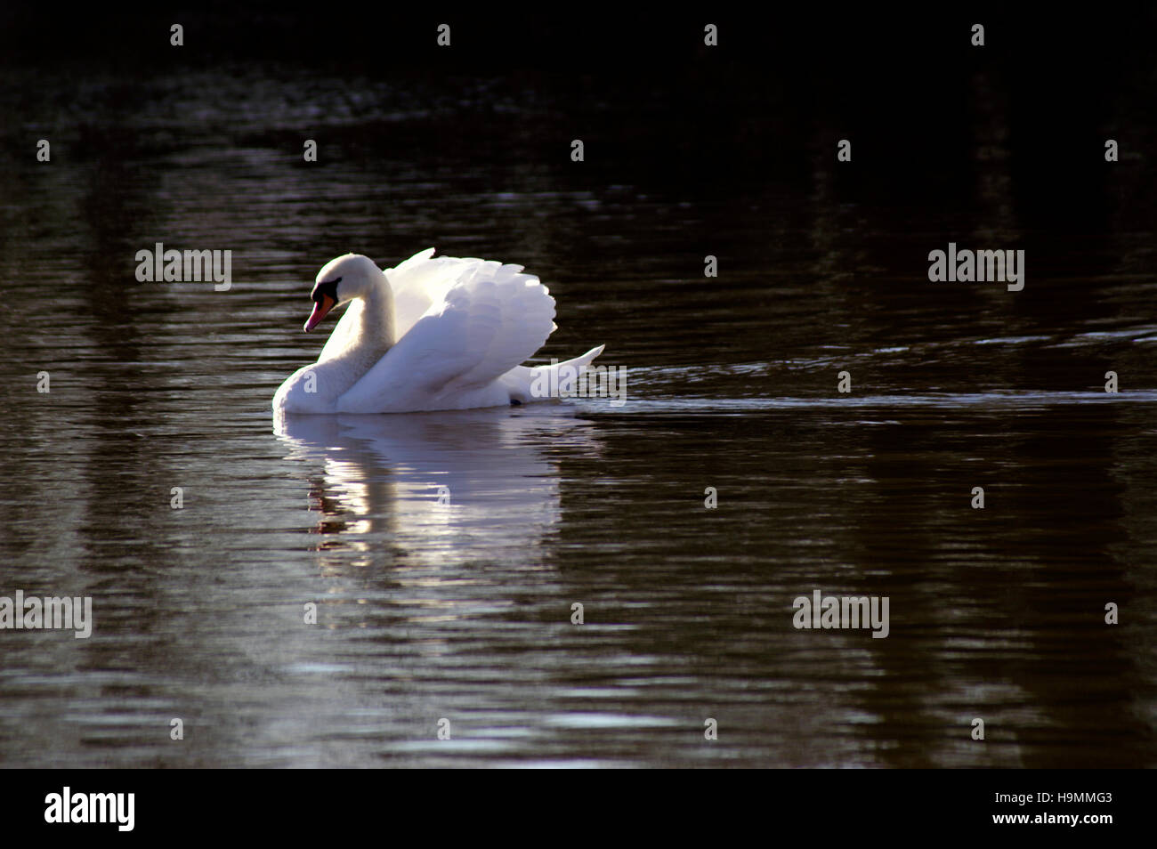 Cygne tuberculé Cygnus olor glisse sur le lac éclairé par LED Banque D'Images