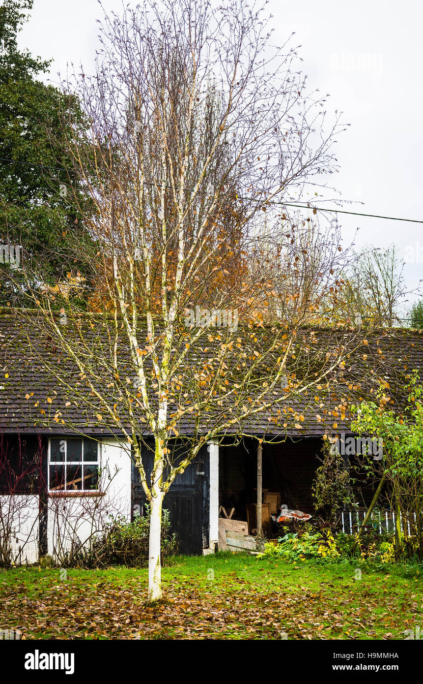 'Silver Ghost' - une belle forme de Betula jacquemontii a la fin de l'automne, montrant sa belle écorce blanc argenté Banque D'Images