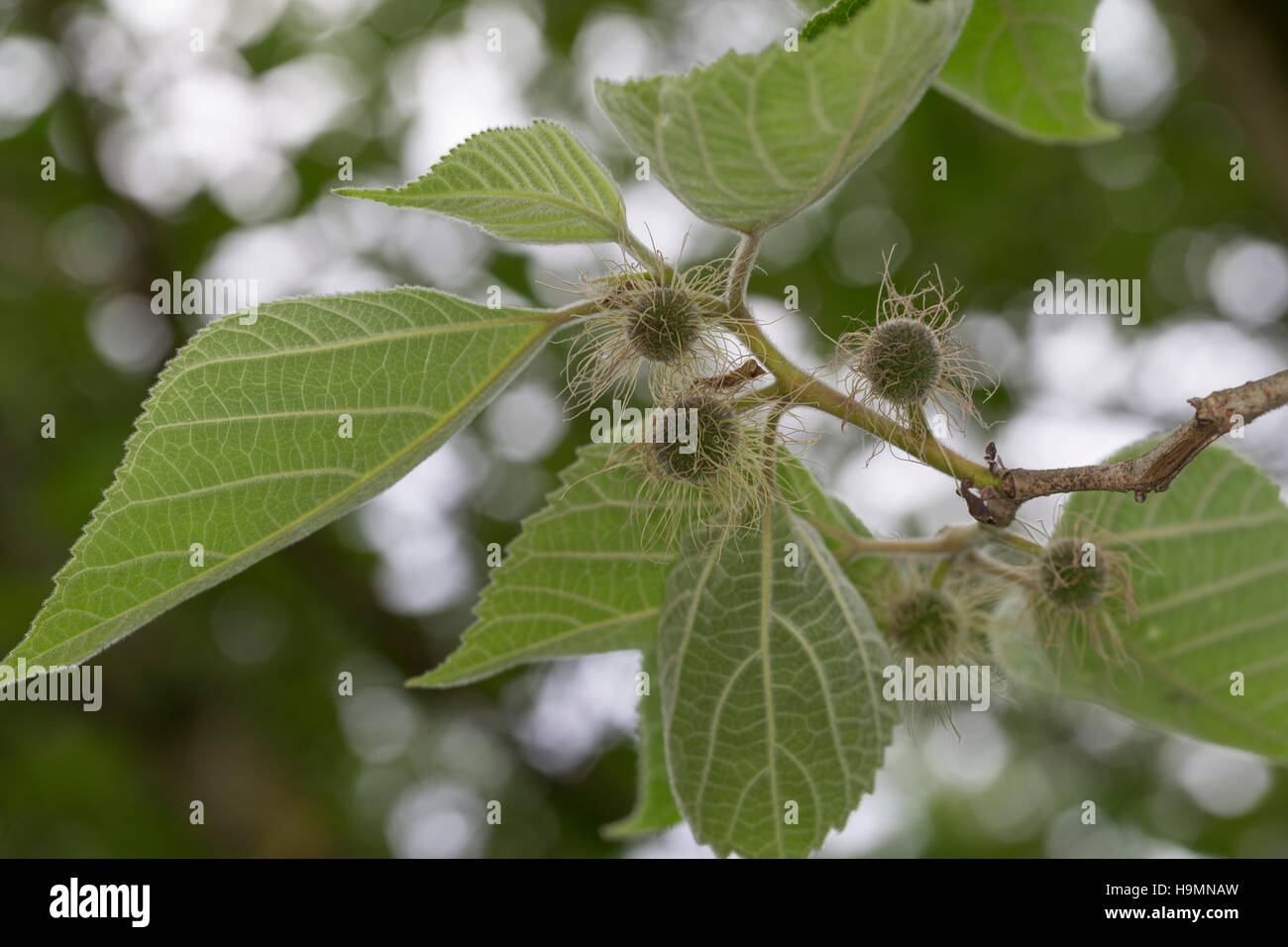 Papiermaulbeerbaum Papier-Maulbeerbaum Papiermaulbeere,,, Japanischer Papierbaum, Broussonetia papyrifera, Morus papyrifera, mûrier à papier, le tapa clot Banque D'Images