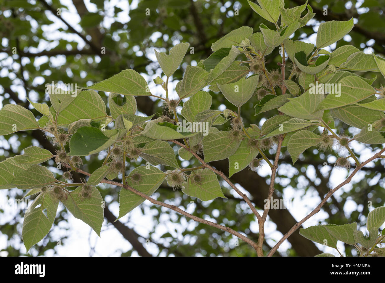 Papiermaulbeerbaum Papier-Maulbeerbaum Papiermaulbeere,,, Japanischer Papierbaum, Broussonetia papyrifera, Morus papyrifera, mûrier à papier, le tapa clot Banque D'Images