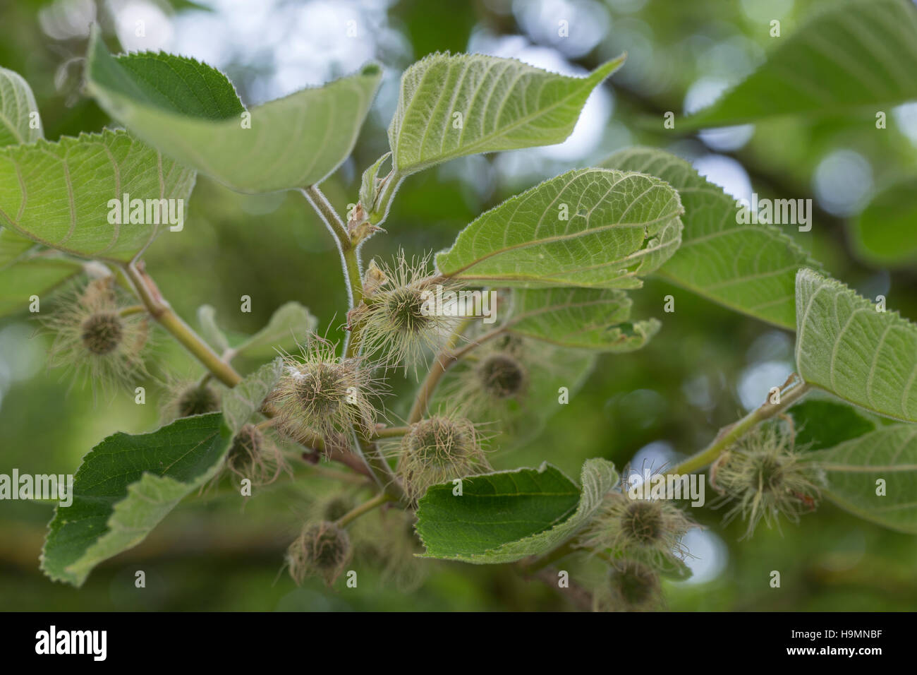 Papiermaulbeerbaum Papier-Maulbeerbaum Papiermaulbeere,,, Japanischer Papierbaum, Broussonetia papyrifera, Morus papyrifera, mûrier à papier, le tapa clot Banque D'Images