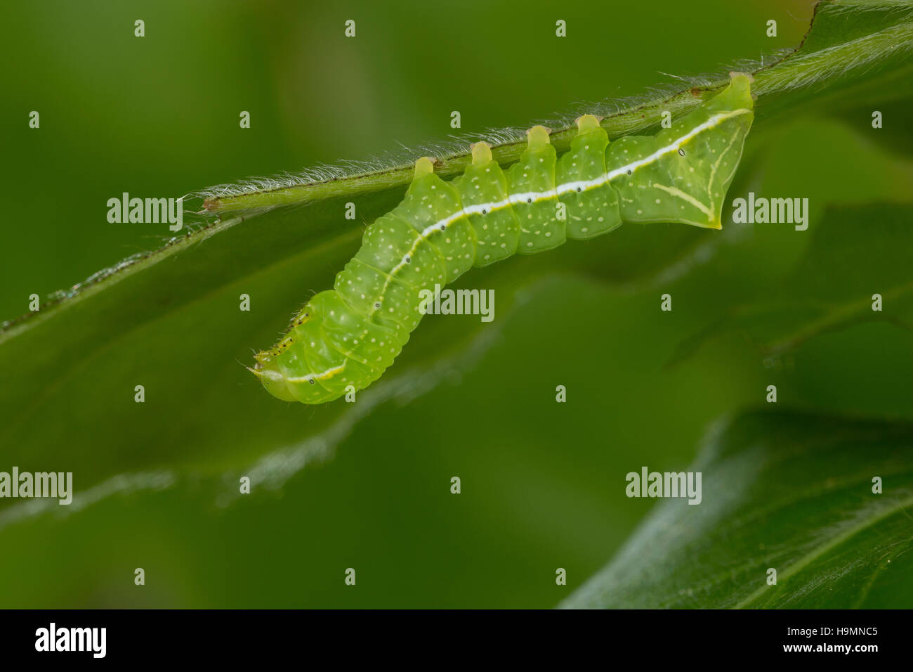 Pyramideneule Pyramiden-Eule, Raupe frisst, une Buche, pyramidea Amphipyra pyramidea Noctua, ailes, cuivre, vert, la pyrale de la butte verte pyramidale Banque D'Images