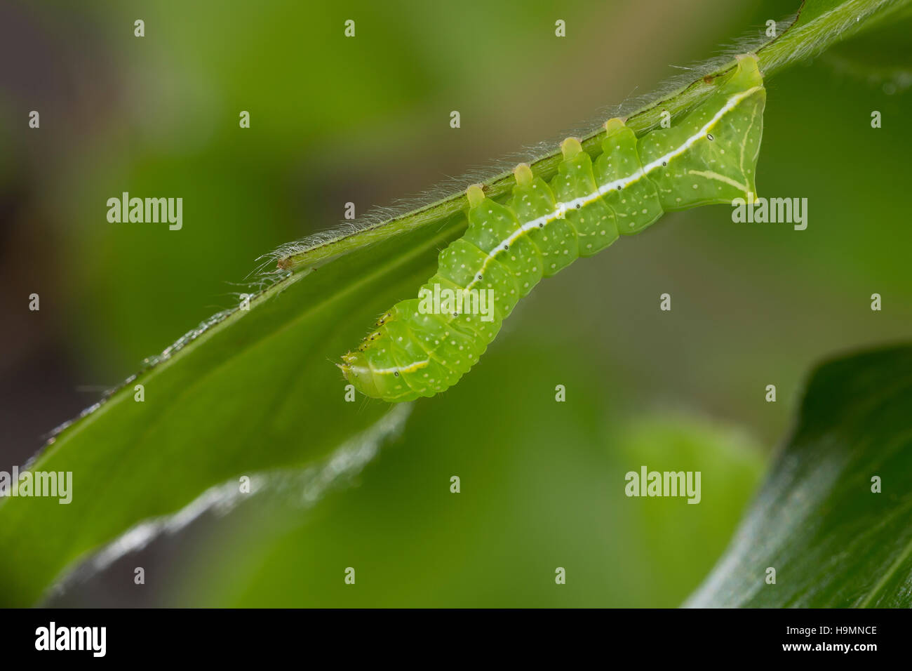 Pyramideneule Pyramiden-Eule, Raupe frisst, une Buche, pyramidea Amphipyra pyramidea Noctua, ailes, cuivre, vert, la pyrale de la butte verte pyramidale Banque D'Images