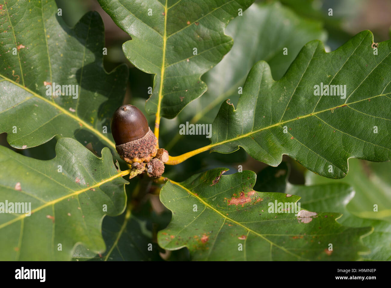 Trauben-Eiche Traubeneiche Wintereiche,,, Eiche, Eichen, Eichel, Eicheln, Quercus petraea, Quercus sessiliflora Quercus sessilis, chêne sessile, Cornis, Banque D'Images