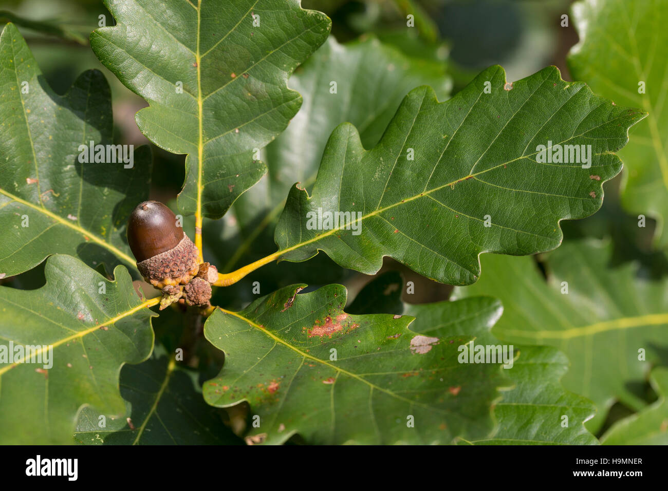 Trauben-Eiche Traubeneiche Wintereiche,,, Eiche, Eichen, Eichel, Eicheln, Quercus petraea, Quercus sessiliflora Quercus sessilis, chêne sessile, Cornis, Banque D'Images