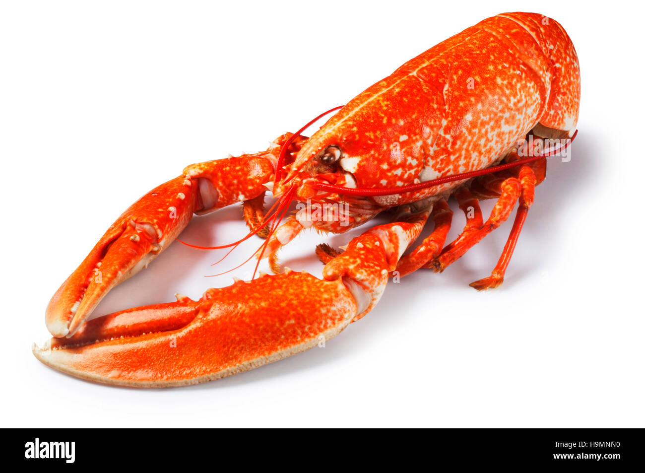 - Homard John Gollop Banque D'Images - Homard John Gollop Banque D'Images