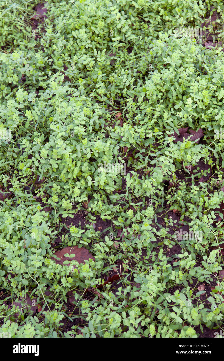 VICIA SATIVA VESCE COMMUNE Banque D'Images