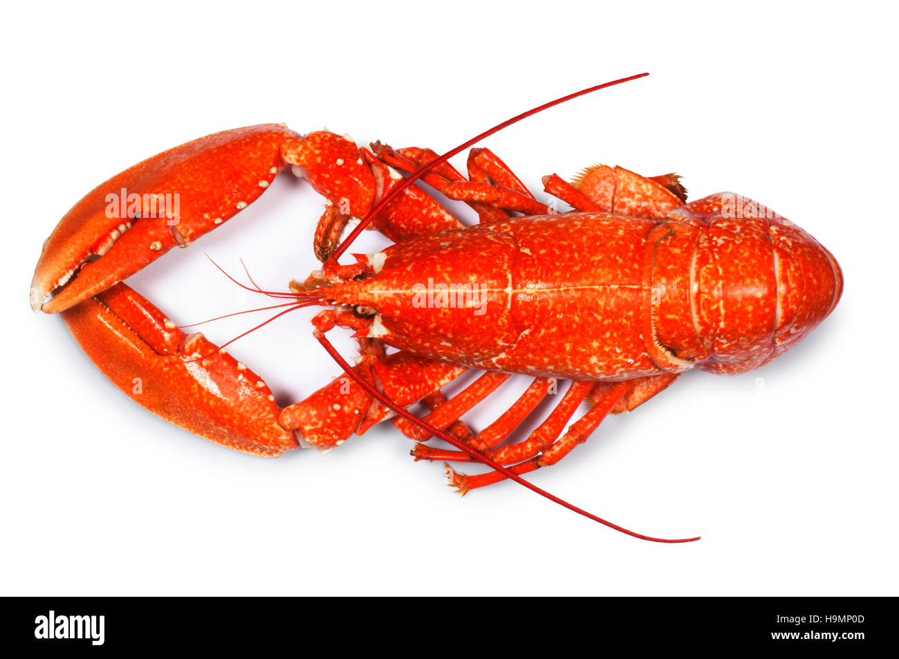 - Homard John Gollop Banque D'Images