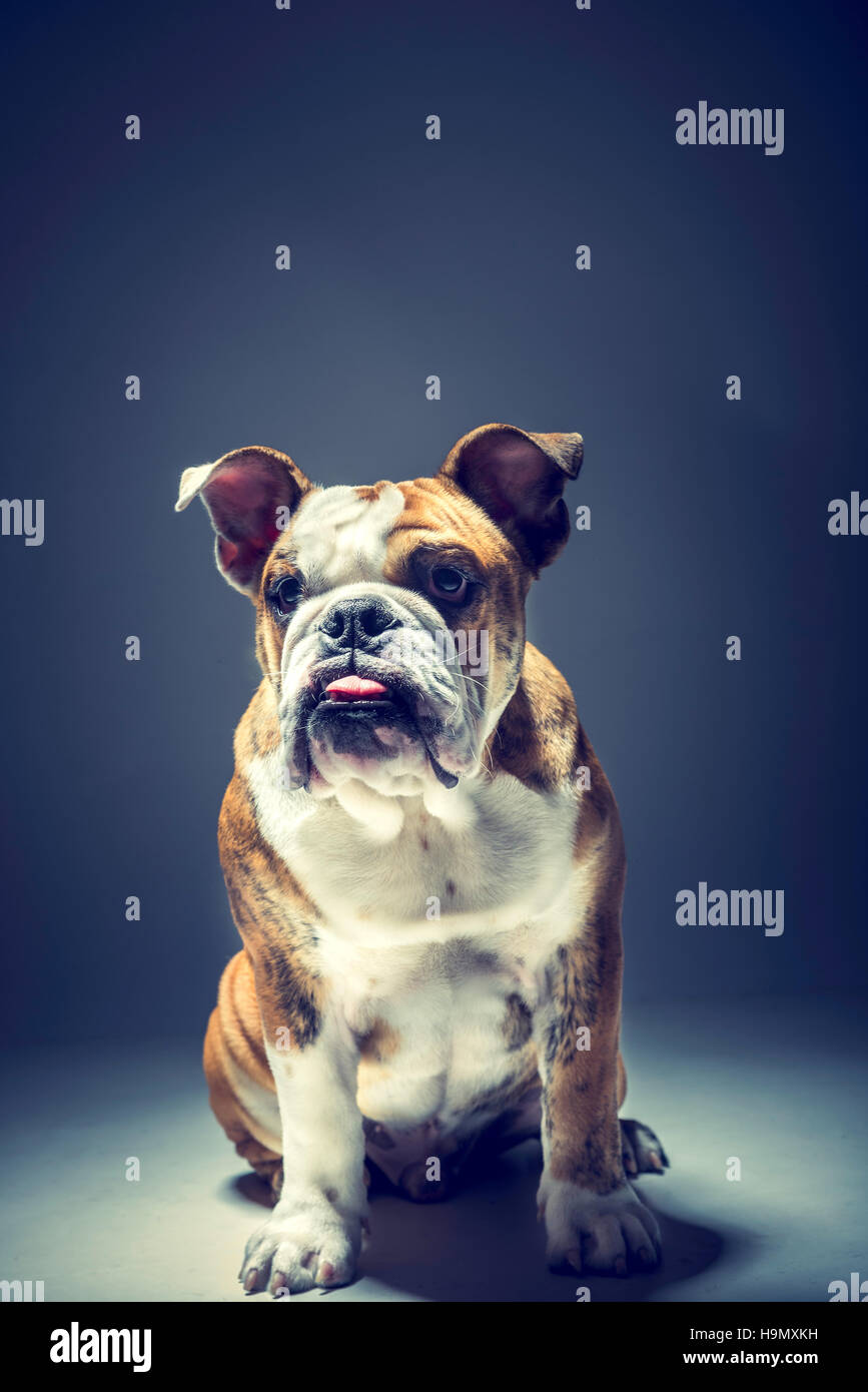 Portrait de bulldog Anglais chiot dans le studio Banque D'Images