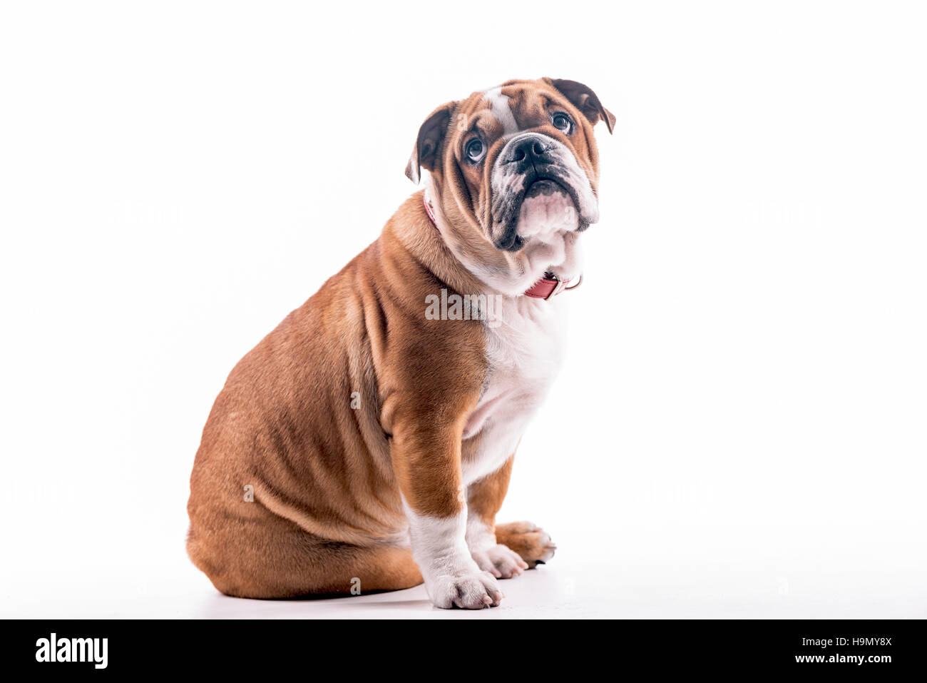 Portrait of cute bulldog Anglais chiot dans le studio,isolé sur fond blanc Banque D'Images