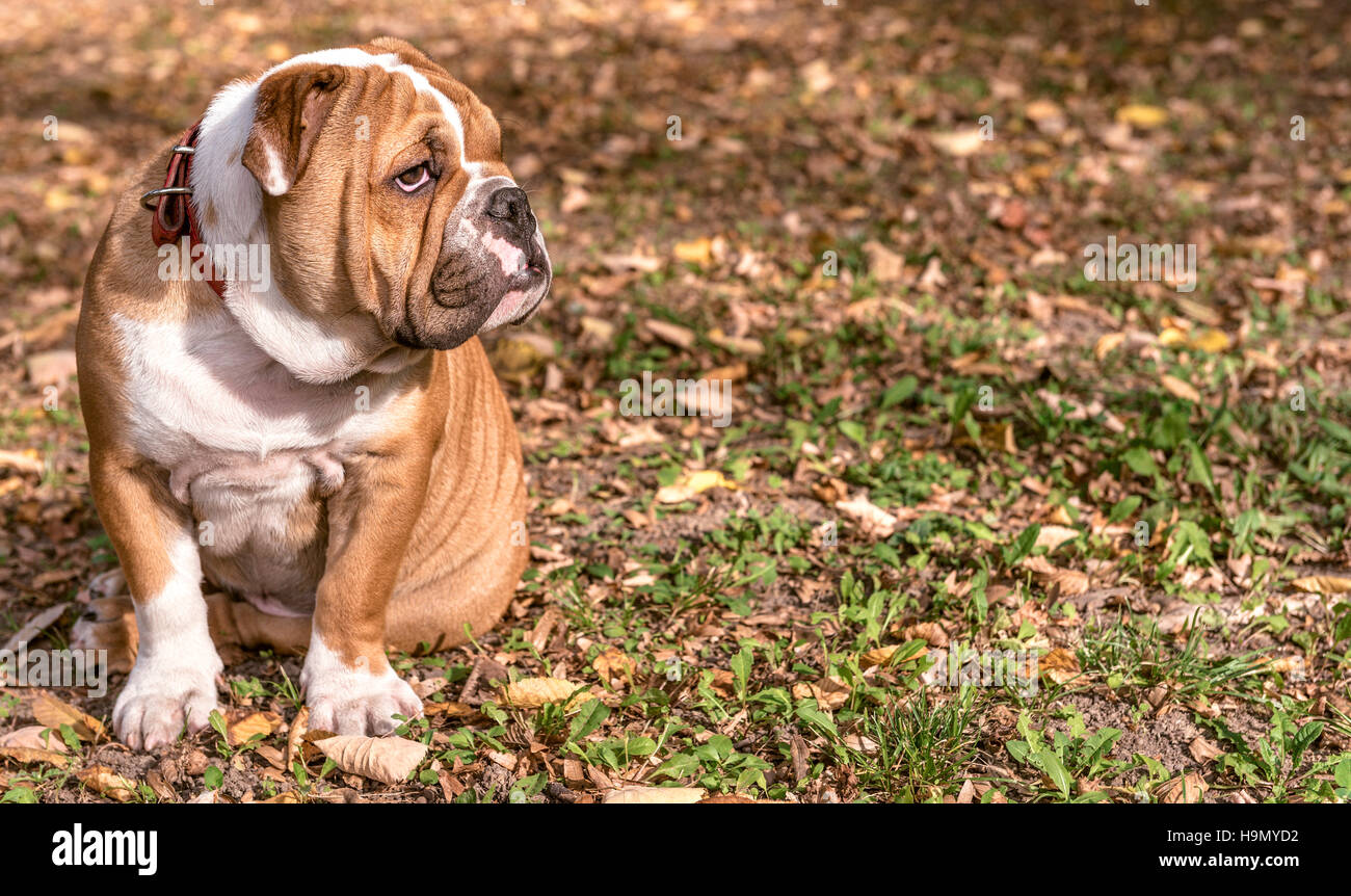 Portrait de bulldog Anglais dans le parc,focus sélectif et l'espace vierge Banque D'Images