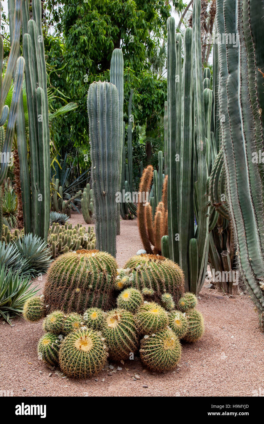 Catuses dans le jardin Majorelle jardin à Marrakech. Elle a été rénovée par le designer français Yves Saint Laurent Banque D'Images