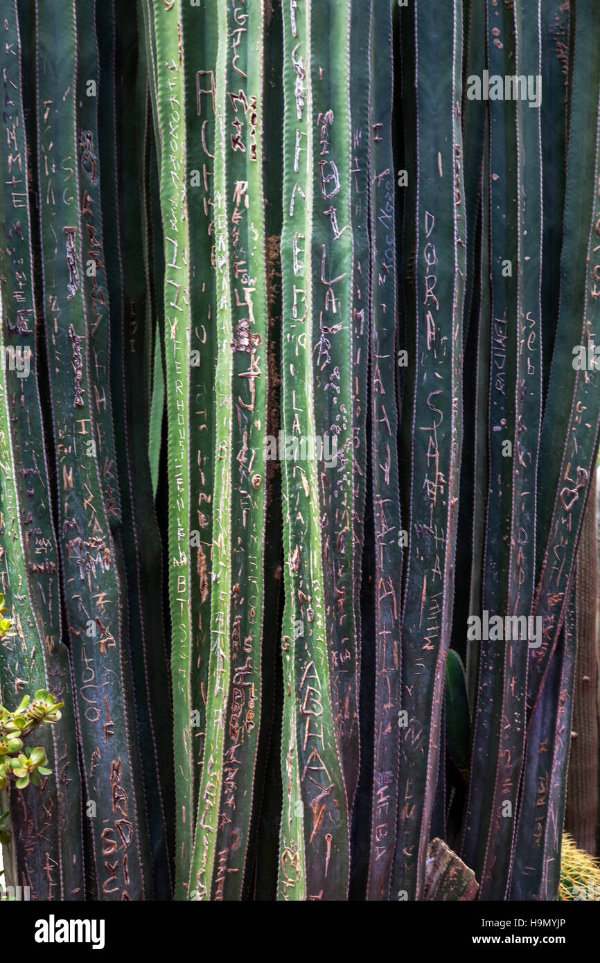 CATI dans le jardin Majorelle jardin à Marrakech. Elle a été rénovée par le designer français Yves Saint Laurent Banque D'Images