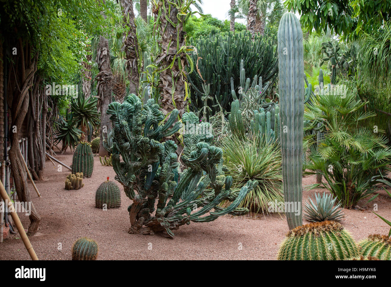 Catuses dans le jardin Majorelle jardin à Marrakech. Rénové par le designer français Yves Saint Laurent Banque D'Images