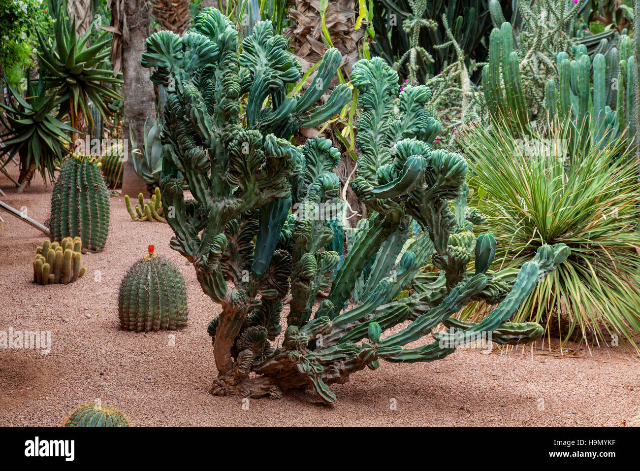 Catuses dans le jardin Majorelle jardin à Marrakech, Maroc. Rénové par le designer français Yves Saint Laurent Banque D'Images