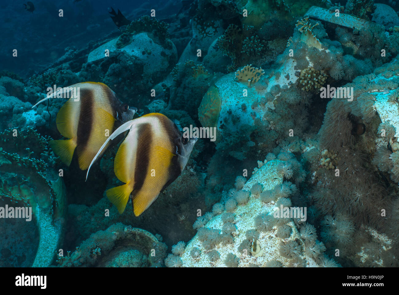 Heniochus intermedius bannerfish, mer Rouge, Chaetodontidae, Mer Rouge, Sharm el Sheikh, Egypte Banque D'Images