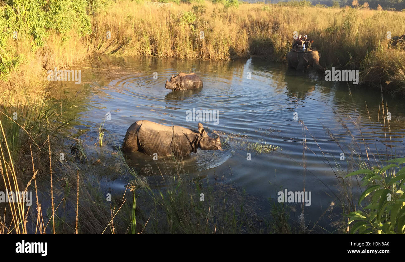 Le Népal Chitwan National Park. Les visiteurs sur l'observation de l'éléphant d'une paire de cornes de rhinocéros. Photo Tony Gale Banque D'Images