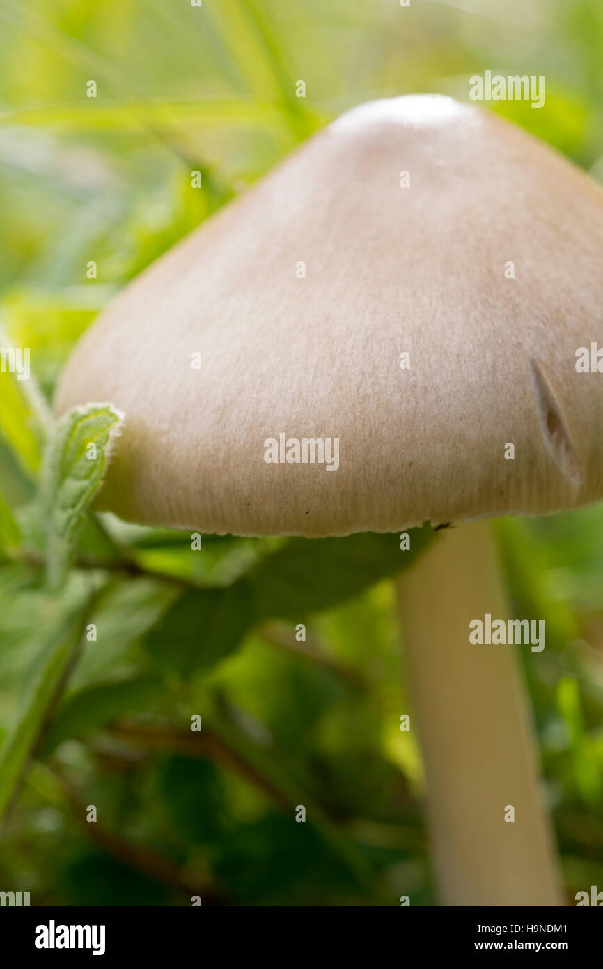 Champignons forestiers dans l'herbe près. Arrière-plan de la nature. Banque D'Images