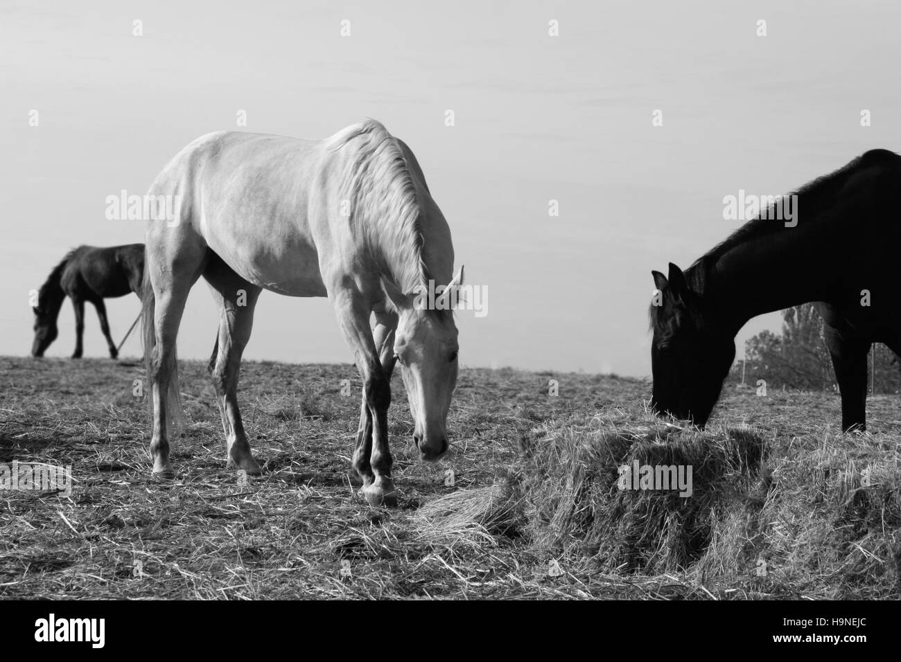 Chevaux en noir & blanc Banque D'Images