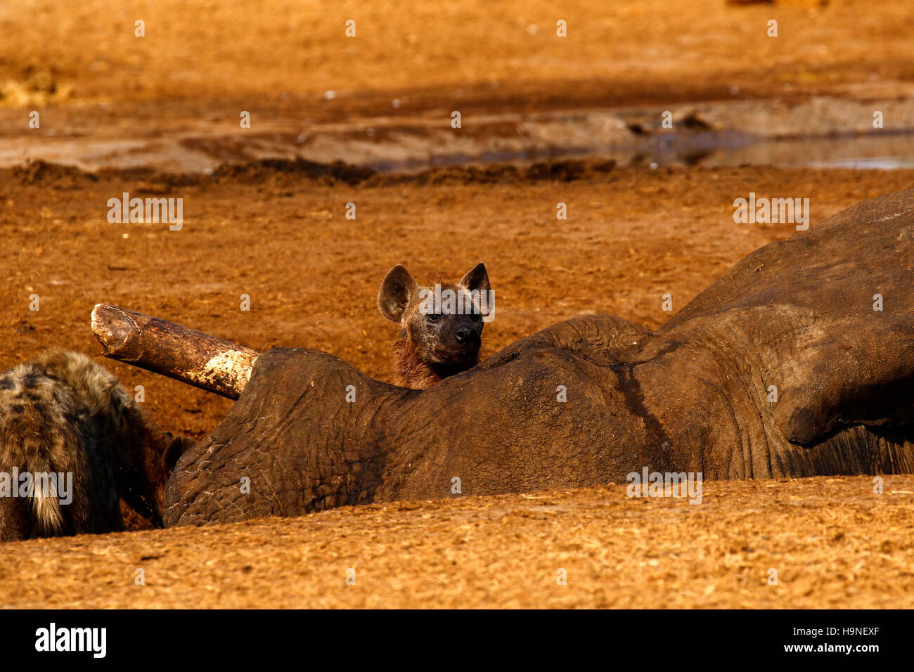 Octobre 2016 temps désespérés à Savuti Botswana comme la région est dans une période de sécheresse très sèche avec très peu d'eau pour les animaux sauvages Banque D'Images