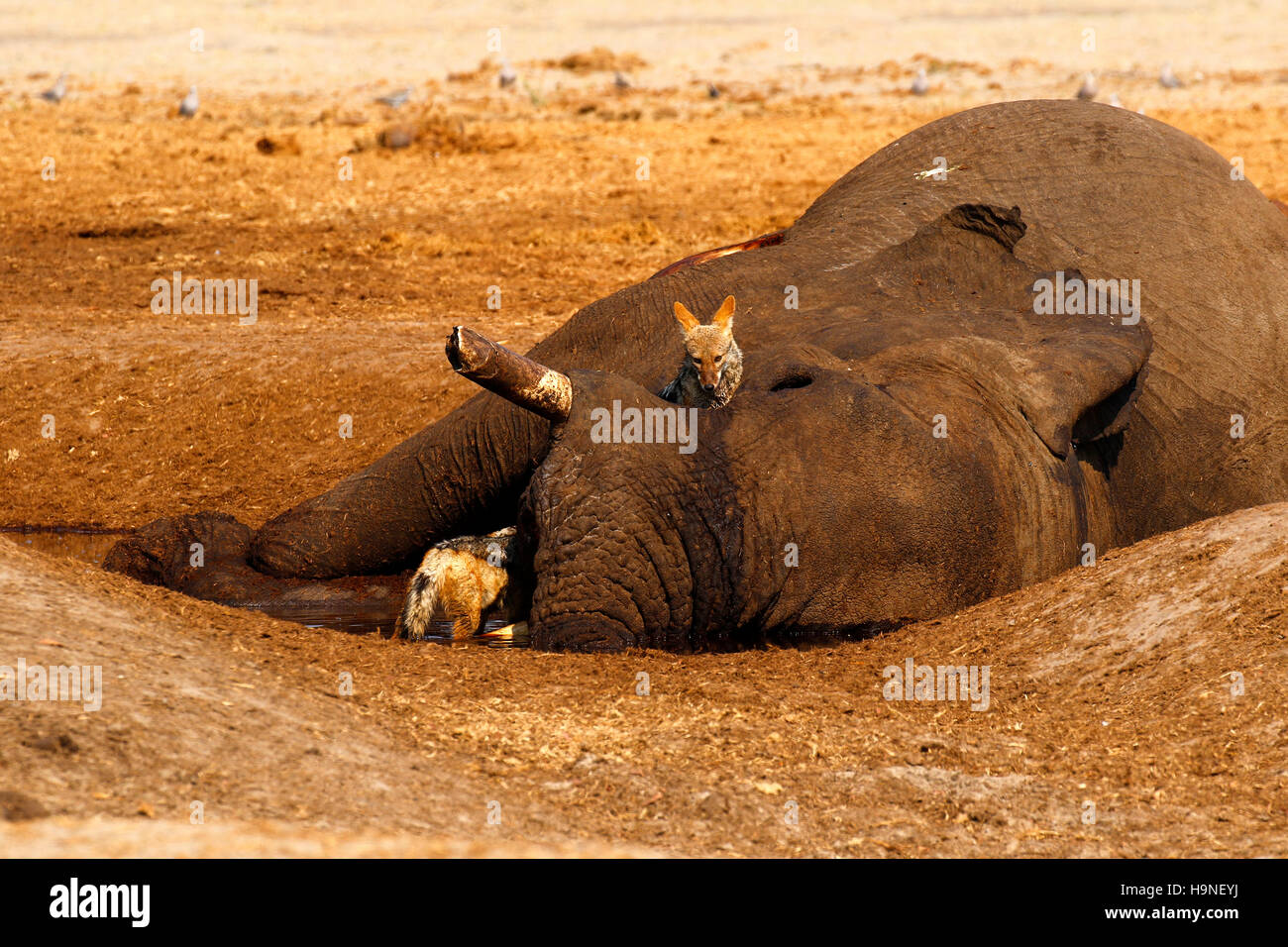 Octobre 2016 temps désespérés à Savuti Botswana comme la région est dans une période de sécheresse très sèche avec très peu d'eau pour les animaux sauvages Banque D'Images